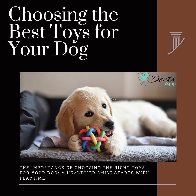 Choosing the Best Toys for Your Dog !